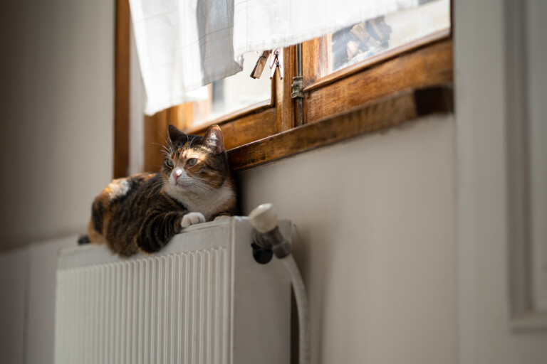 Cat on warm radiator