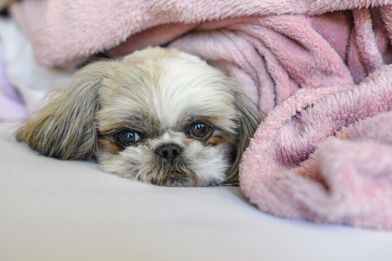 Shih Tzu puppy